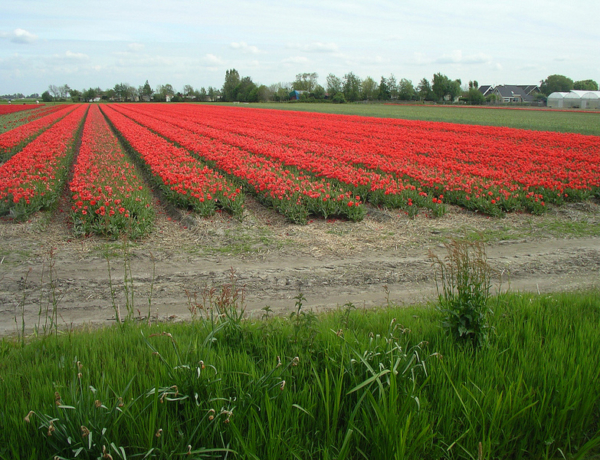 Tulipanes al norte de Holanda en bici
