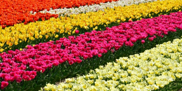 Pedalear entre tulipanes