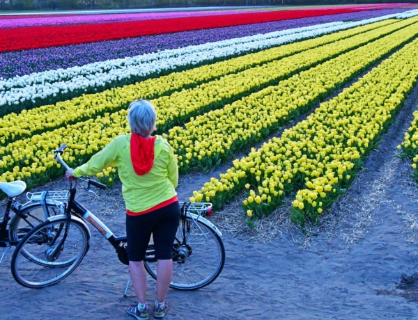 Tulipanes al norte de Holanda en bici