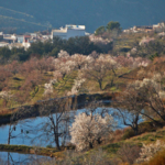 Los Almendros en flor…en la Alpujarra
