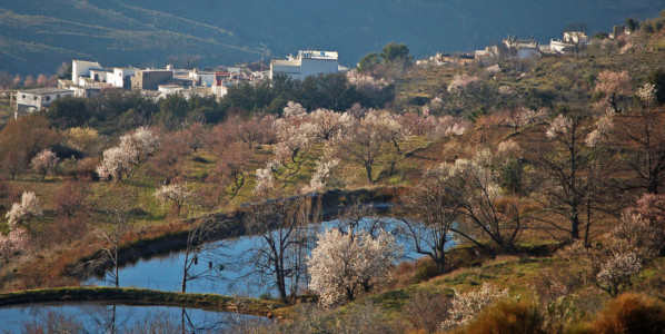 Los Almendros en flor…en la Alpujarra