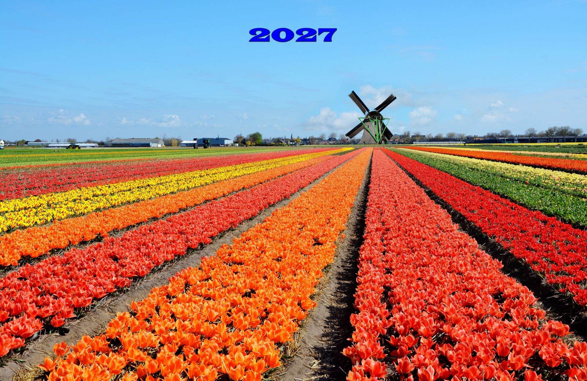 Holanda. Los Tulipanes de Holanda en barco-bici
