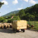 Día 3:  Casciana Terme – San Gimignano/Colle Val d’Elsa (50 km ↑755m ↓545m)