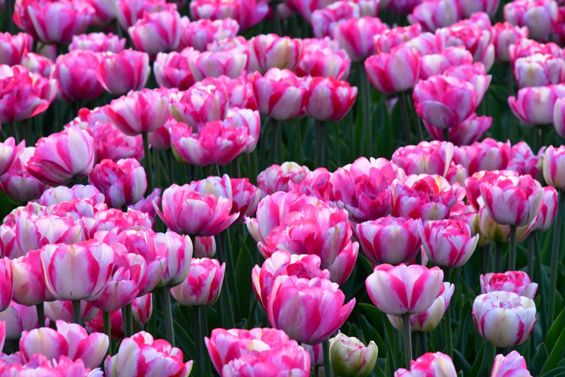 Tulipanes Holanda