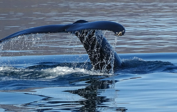 Senderismo en Islandia y avistamiento de ballenas