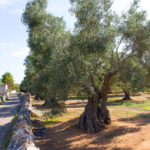 Día 2: Alberobello – Ostuni: En bicicleta por la campiña de Apulia entre pueblos antiguos hasta Ostuni, 45 km 55m↑ 560m↓