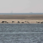 Día 2: Enkhuizen – Medemblik (24 o 40 km) | navegando a Medemblik –Den Oever – Texel