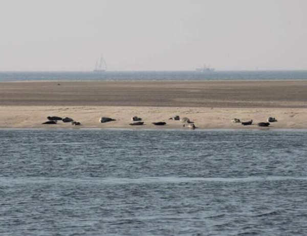 Lago IJsselmeer y el mar de Wadden en velero y bici